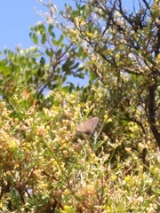Leptotes pirithous
