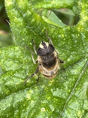 Eristalis tenax