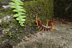 Scolopendra multidens