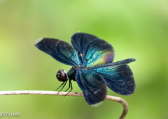 Rhyothemis plutonia