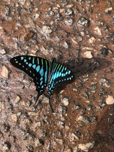 Small Striped Swordtail