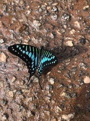 Graphium policenes