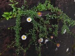 Erigeron karvinskianus