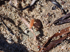 Platorchestia platensis