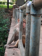 Macaca mulatta