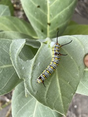 Danaus chrysippus
