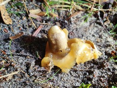 Mutinus cartilagineus