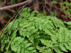 Dryopteris aemula