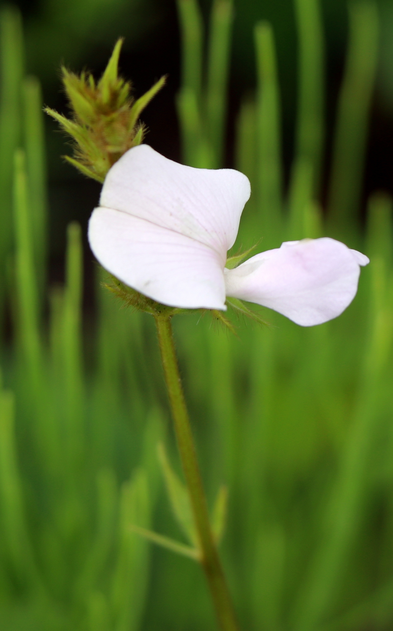 Tephrosia spicata