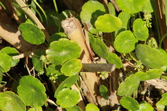 Hydrocotyle prolifera