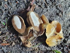 Mutinus cartilagineus