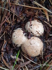 Mutinus cartilagineus