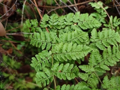 Dryopteris aemula
