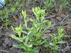 Lepidium chalepense