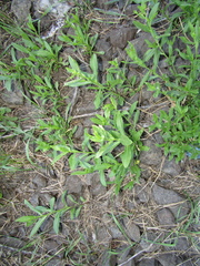 Lepidium chalepense