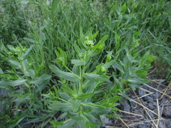 Lepidium chalepense