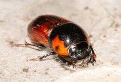 Coprimorphus scrutator