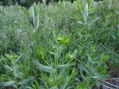 Lepidium chalepense