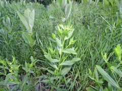 Lepidium chalepense