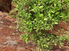 Chenopodium nutans nutans