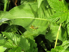 Podismopsis poppiusi