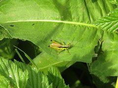 Podismopsis poppiusi