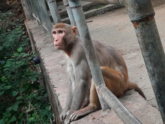 Macaca mulatta