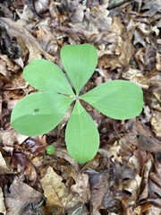 Isotria verticillata