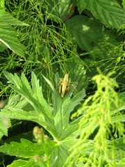 Podismopsis poppiusi