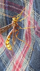 Megarhyssa macrurus icterosticta