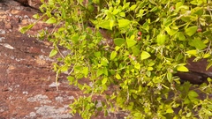 Chenopodium nutans nutans