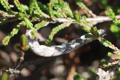 Perconia strigillaria