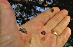 Afracantha camerunensis