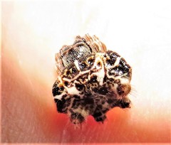 Afracantha camerunensis