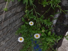 Erigeron karvinskianus