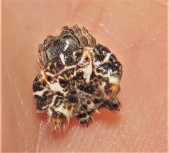 Afracantha camerunensis