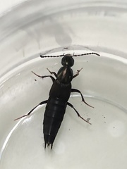 Philonthus decorus