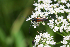 Stenurella melanura