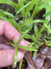 Lilium philadelphicum