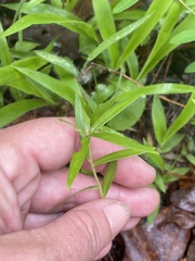 Lilium philadelphicum