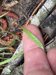 Lilium philadelphicum