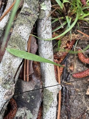 Lilium philadelphicum