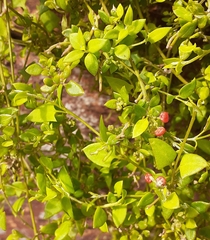 Chenopodium nutans nutans