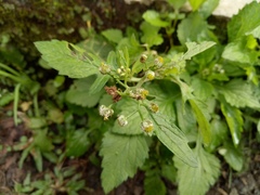 Dichrocephala integrifolia