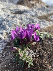 Oxytropis triphylla