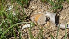 Coenonympha pamphilus lyllus