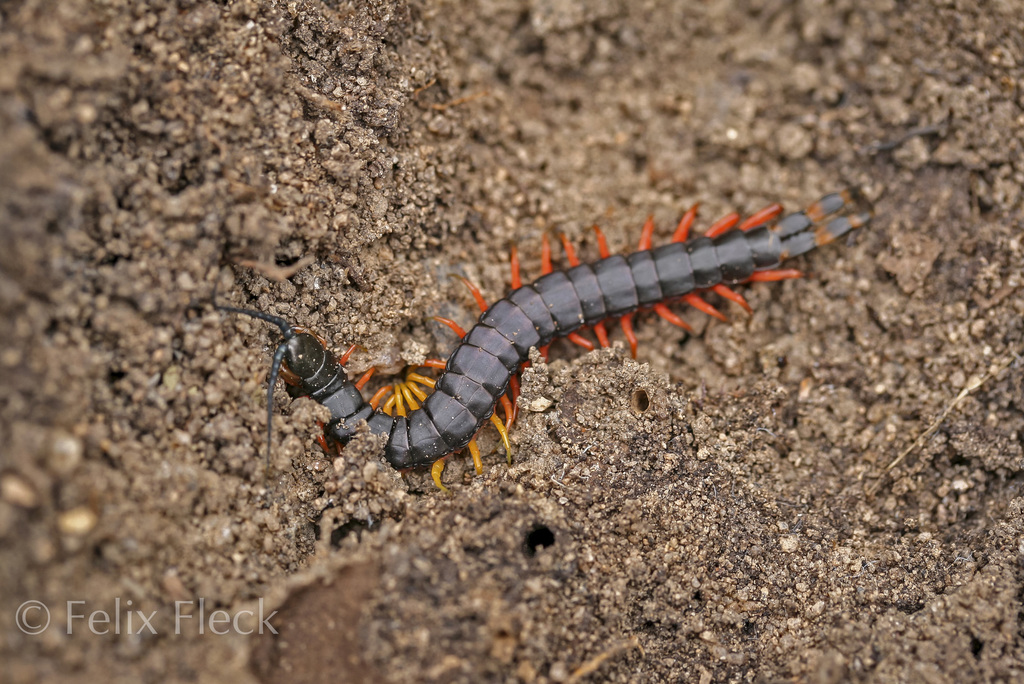 Scolopendra laeta from 416 Lowden-Grimwade Rd, Lowden WA 6240 ...