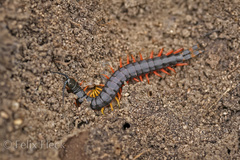 Scolopendra laeta