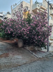 Nerium oleander