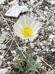 Papaver popovii